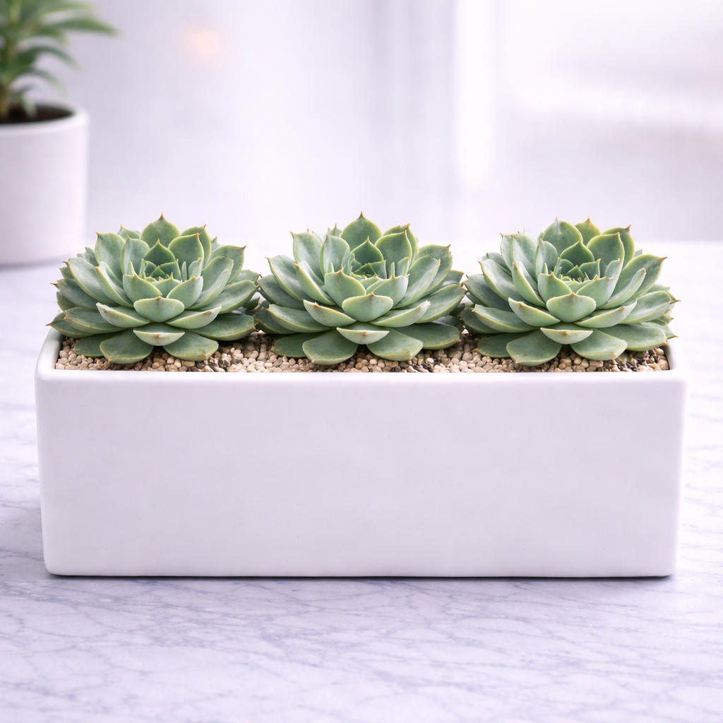 Zebra harmony garden - Image 2